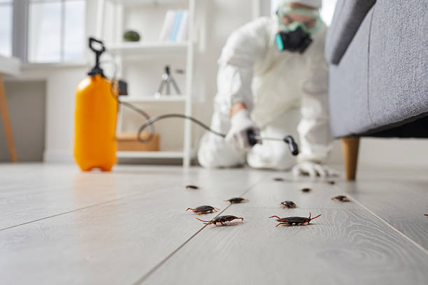 Post-Treatment Bed Bug Interceptor Monitoring in Lost Hills